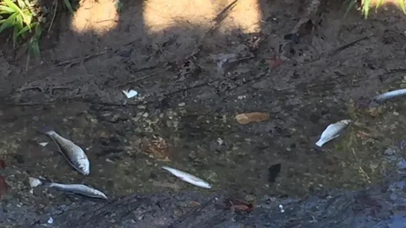 Moria di pesci a Gerole, frazione di Borgosatollo