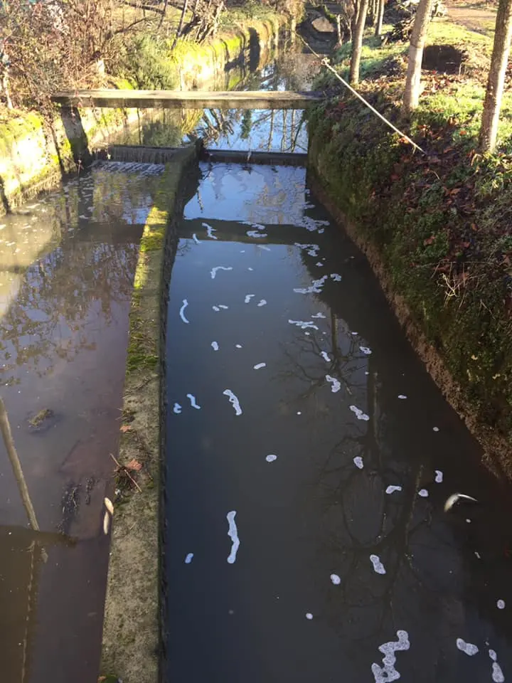 Moria di pesci a Gerole, frazione di Borgosatollo
