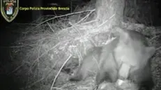 L’orso «catturato» dall’obiettivo della telecamera a infrarossi collocata in Val Paghera