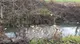 Plastica e rifiuti: acque inquinate al Parco dei fontanili di Torbole Casaglia