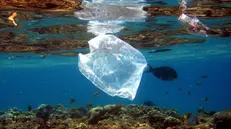 Un sacchetto di plastica in mare - © www.giornaledibrescia.it