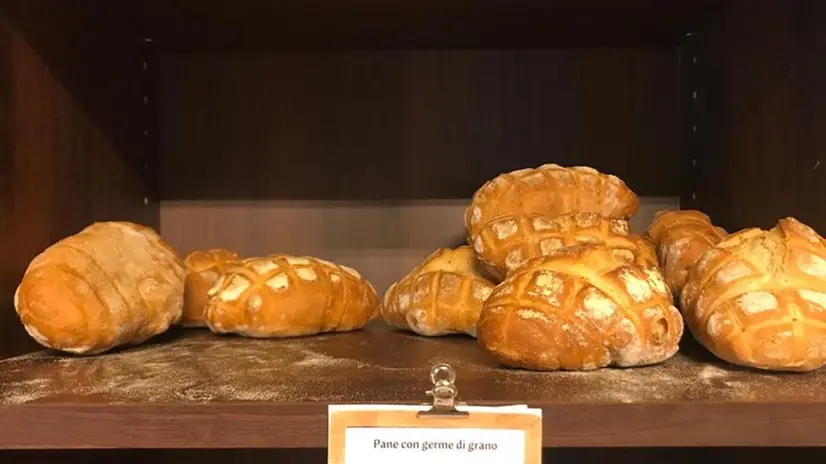 Pane armonico