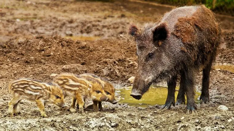 Ispra suggerisce l'utilizzo di metodi ecologici per il contenimento