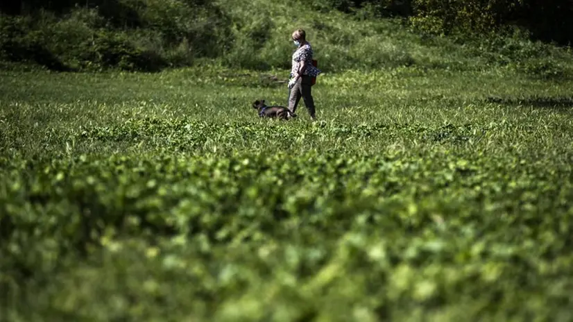Una donna passeggia con il cane - Foto Ansa/Angelo Carconi © www.giornaledibrescia.it