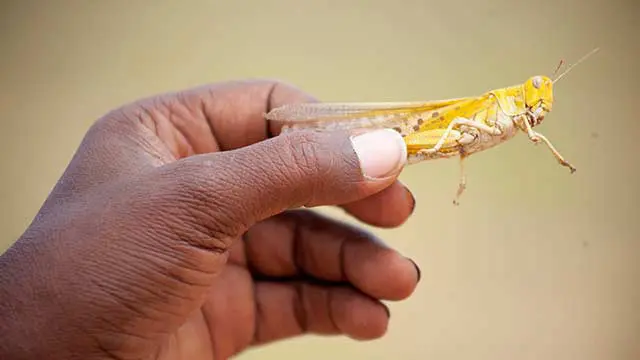 Una locusta in un'immagine diffusa dalla Fao