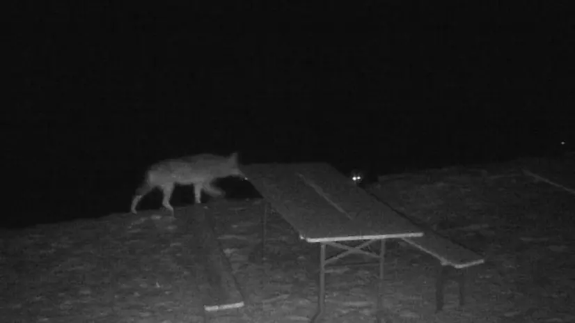 La foto dei lupi catturata alla Malga Campello