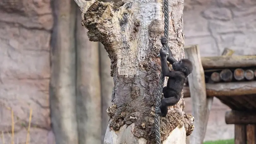 Una delle scimmie ospitate nello zoo di Krefeld - Foto tratta da Facebook