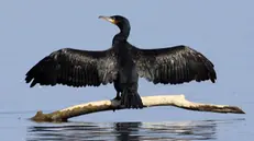 Un cormorano