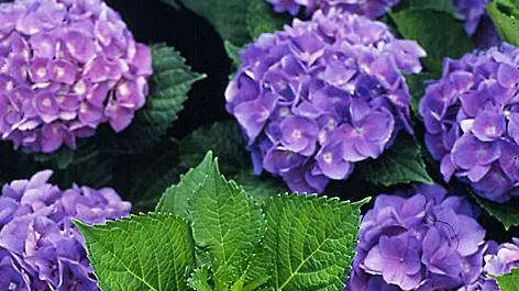 Le ortensie fiorite - Foto © www.giornaledibrescia.it