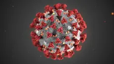 Il Coronavirus al microscopio