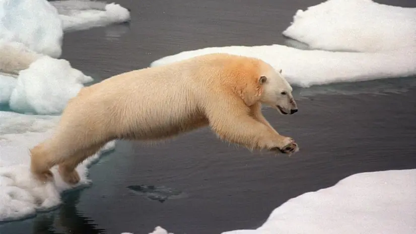 Un orso nei ghiacci  artici