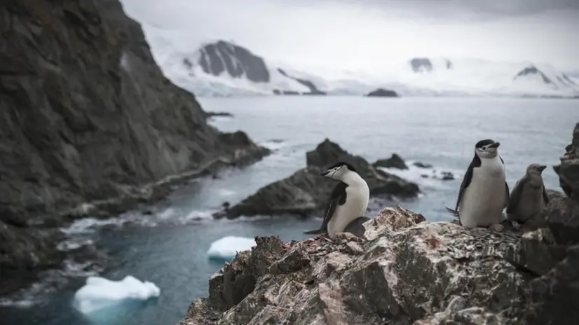 Una delle colonie di pinguini monitorate da Greenpeace - Foto Ansa/Epa Christian Aslund / Greenpeace © www.giornaledibrescia.it