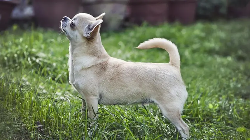 Un piccolo chihuahua