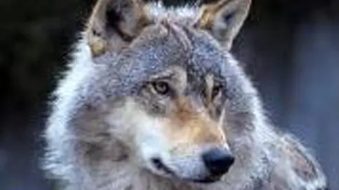Un lupo - Foto © www.giornaledibrescia.it