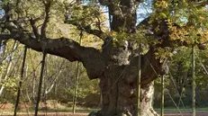 Un albero secolare -  © www.giornaledibrescia.it