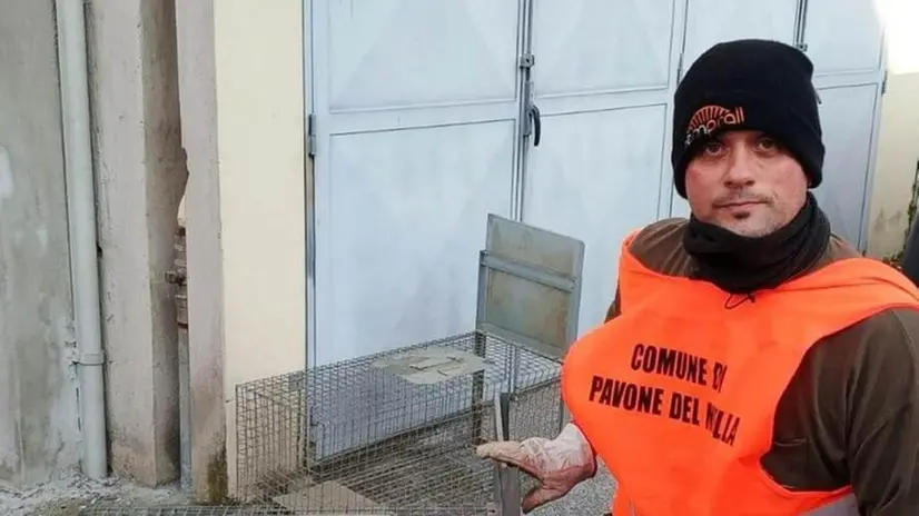 In trappola. L’animale in gabbia