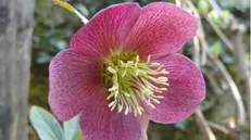 Un elleboro, fiore invernale a cui è dedicata la rassegna a Montichiari