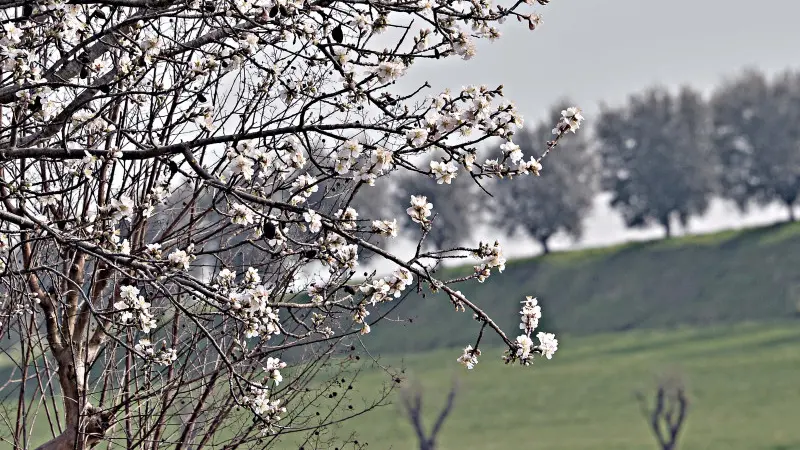 Le gemme sugli alberi spingono per fiorire - Foto © www.giornaledibrescia.it