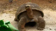 Alle Galapagos, una tartaruga