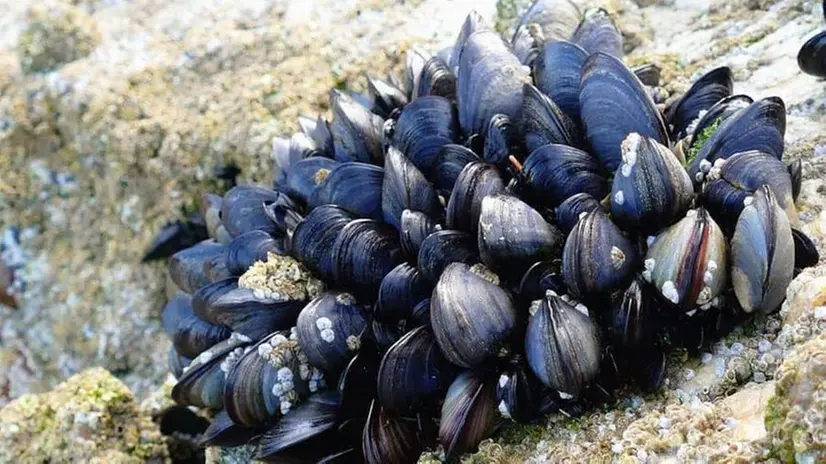 Cozze «incollate» su uno scoglio