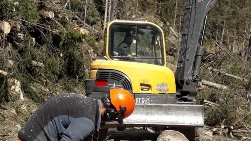 Alberi. Operai al lavoro nel bosco dopo la tempesta  del 29 ottobre - © www.giornaledibrescia.it