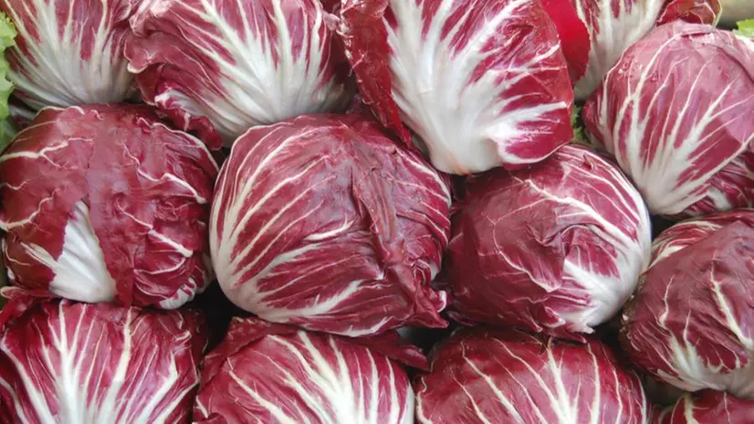 Il radicchio rosso di Chioggia