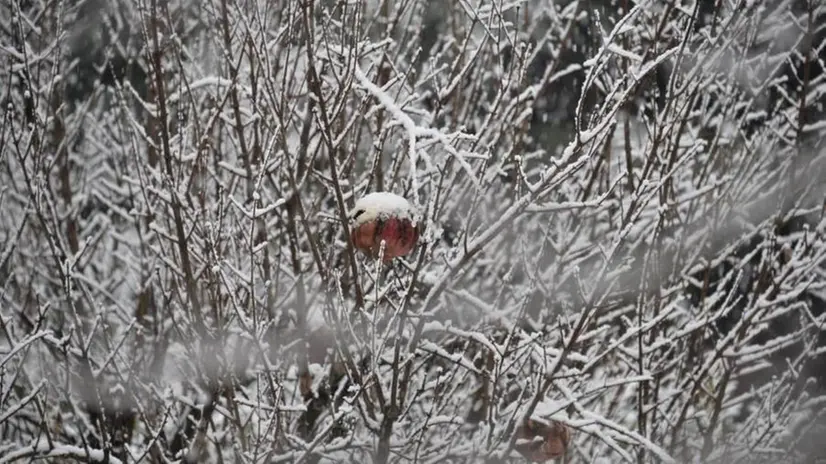 La prima nevicata nelle foto dei lettori