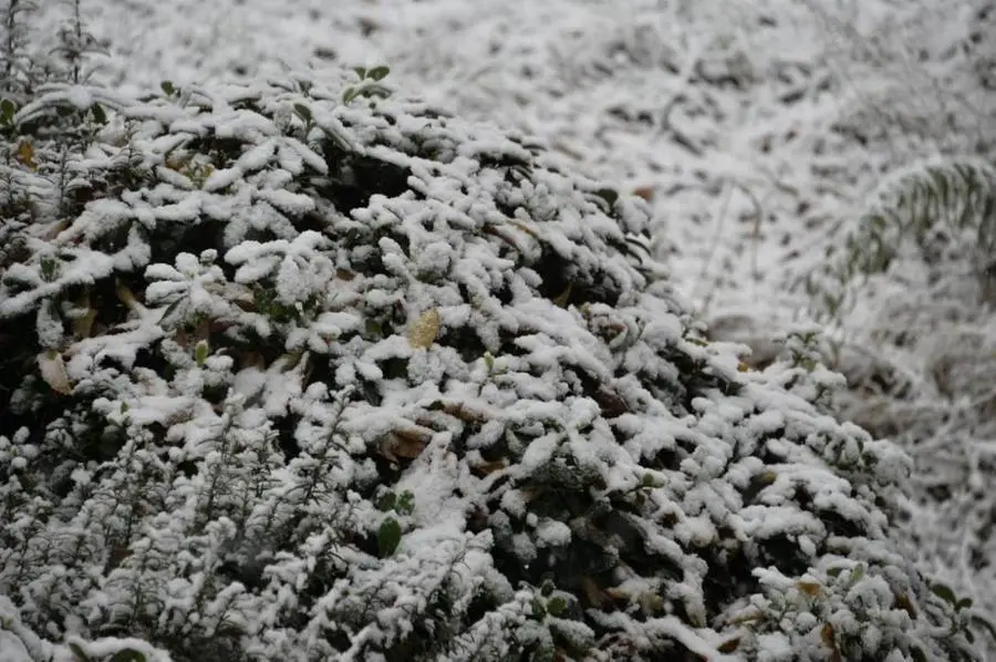 La prima nevicata nelle foto dei lettori