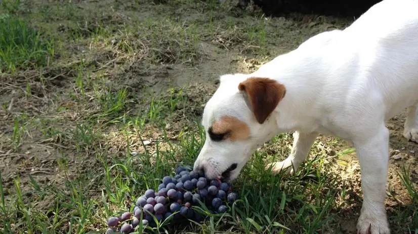 Il cane mangia l'uva - © www.giornaledibrescia.it