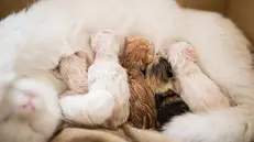 Una cucciolata di gatti - Foto di archivio