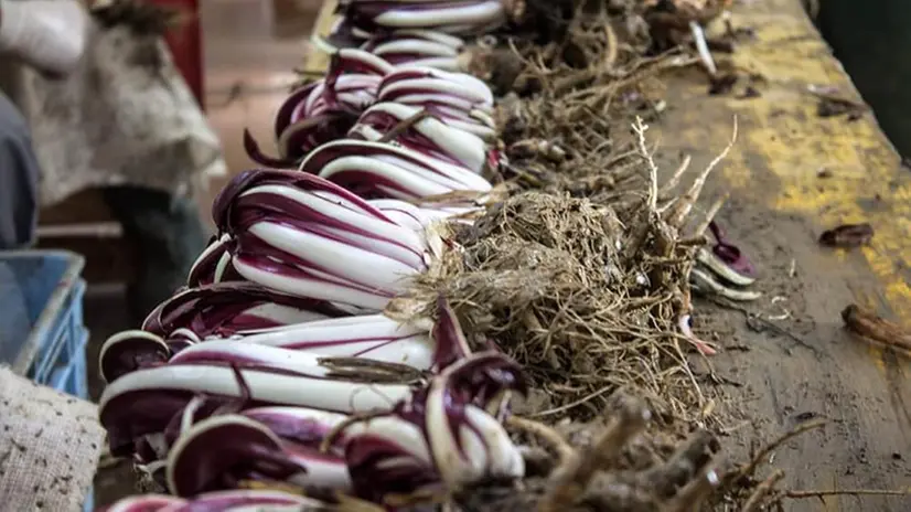 Radicchio rosso tardivo di Treviso Igp