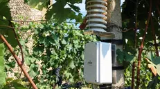 Sensore del progetto Ixem del Politecnico di Torino in una vigna: in wi-fi trasmessi dati a 700 km di distanza - Foto tratta dal sito ixem.wine