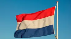 La bandiera dei Paesi Bassi - © www.giornaledibrescia.it