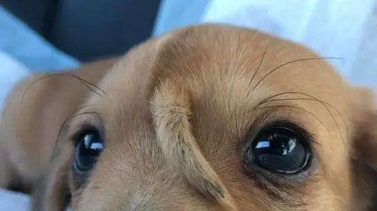 Il cucciolo di cane ritrovato nel Missuri