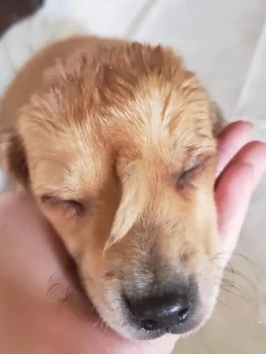 Il cucciolo di cane ritrovato nel Missuri