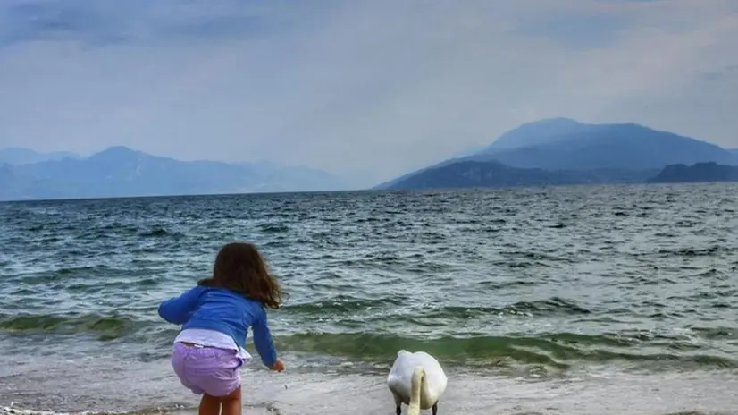 In riva al lago una bimba e un cigno - Foto Maria Rita Treccani
