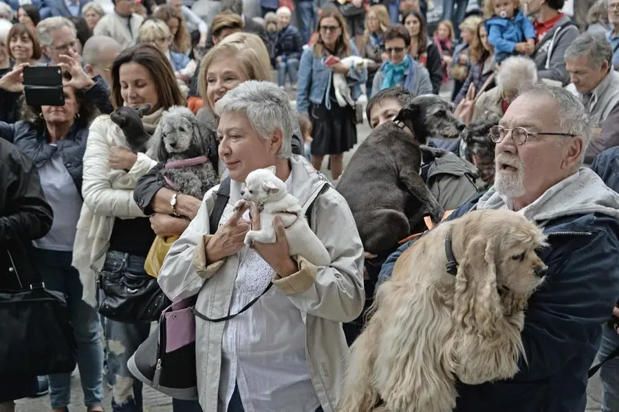 La benedizione degli animali/3