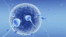 Fertilità maschile - © www.giornaledibrescia.it