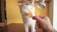 Un gatto che mangia una patatina fritta