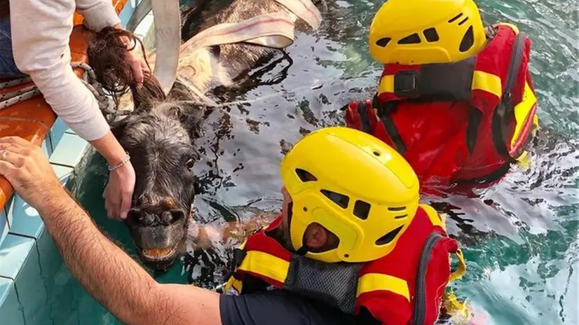 Pony cade in piscina, lo salvano i Vigili del Fuoco