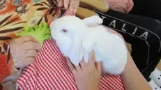 Il coniglio. Uno degli animali usati nella pet therapy - © www.giornaledibrescia.it