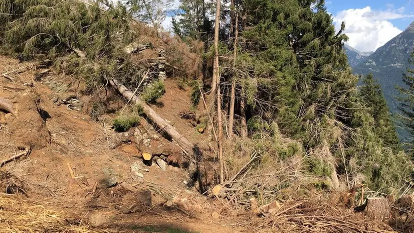 Alberi sradicati in Valcamonica dalla tempesta Vaia