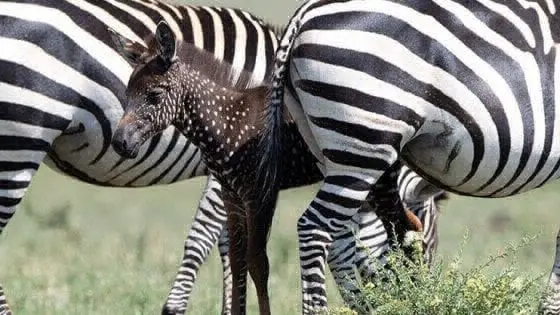 La zebra a pois - Foto @Wildest Africa