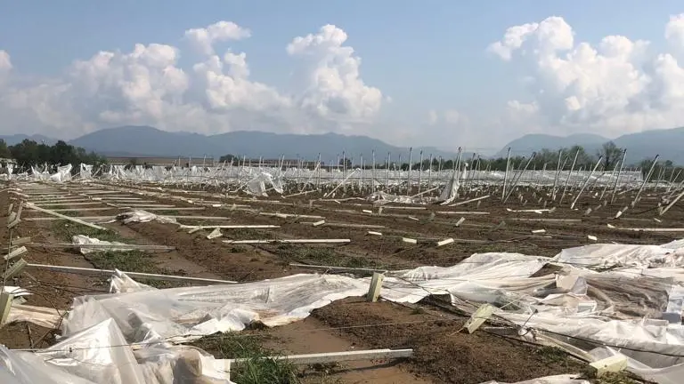 La coltivazione di kiwi distrutta a Castel Mella