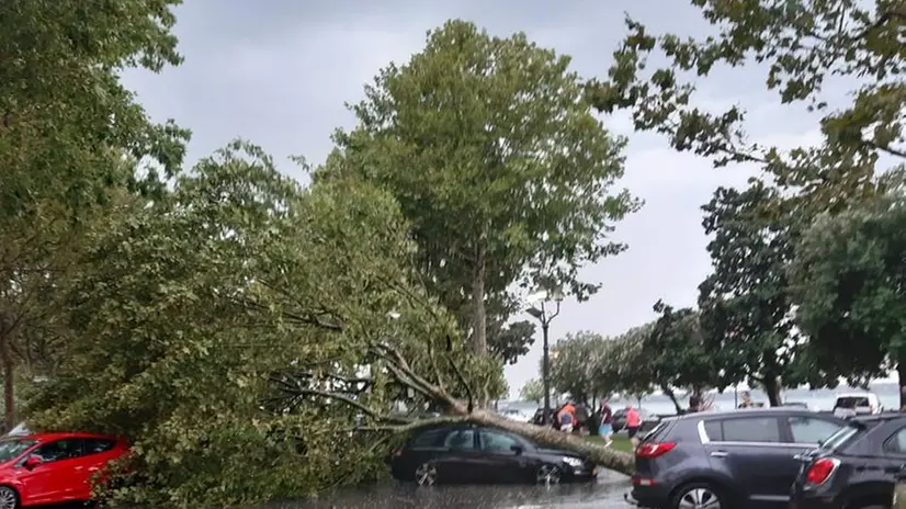 Albero cade su un'auto: autista illeso