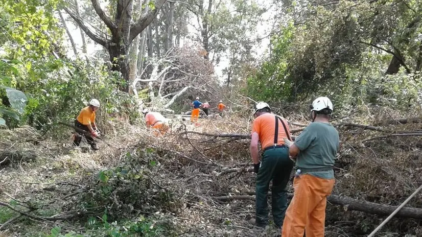 Desolazione. Sono stati migliaia e migliaia gli alberi abbattuti dal maltempo