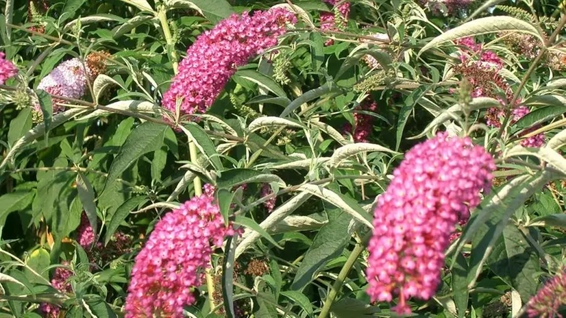 Fiori e piante. L’albero delle farfalle, nome tecnico Buddleja, è sempre più diffuso in Valcamonica