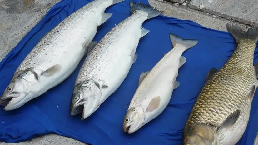 Nel «bottino» del pescatore il carpione è il terzo da sinistra - © www.giornaledibrescia.it