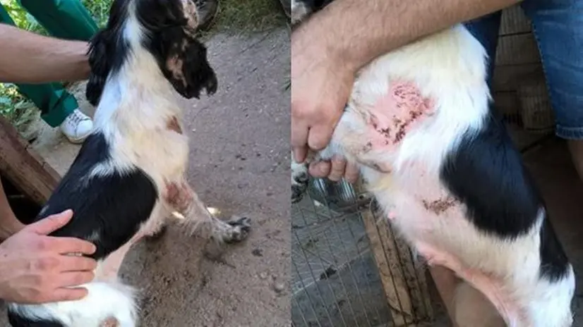 Alcuni degli animali ritrovati nell'allevamento abusivo di Montichiari
