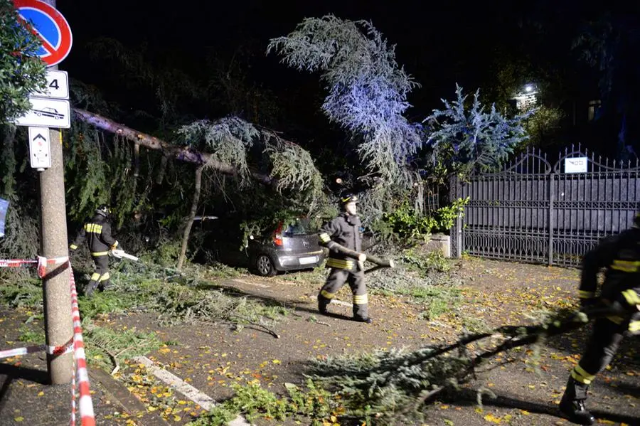 Via D'Azeglio, alberi caduti e danni del maltempo